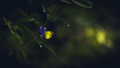 蒙上阴影黄色的蝴蝶的早期早....喝着花蜜从小紫色的野花背光发光的黄色的翅膀早....光通过通过的蝴蝶