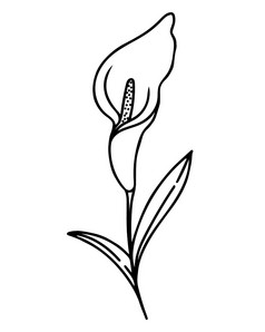 单马蹄莲花手画向量插图精致的室内植物黑色的大纲简约植物元素单马蹄莲花手画向量插图