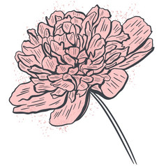 牡丹手画孤立的向量插图美丽的郁郁葱葱的花园花草图盛开的粉红色的单花轮廓牡丹手画孤立的向量插图