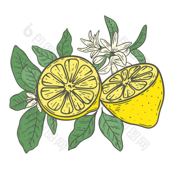 柠檬花和多叶的树枝作文柑橘类半彩色的草图手雕刻柠檬分支开花和水果孤立的向量插图柠檬花和多叶的树枝作文