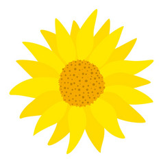 非洲菊单黄色的花向量插图盛开的黄色的阳光明媚的花园花植物自然摘要装饰非洲菊单黄色的花向量插图