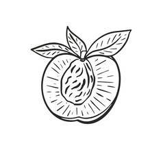一半桃子手画雕刻向量古董草图部分高丽油桃水果与坑和叶子健康的有机食物孤立的手画插图一半桃子手画雕刻向量