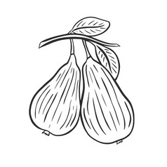 一对梨分支与树叶草图手雕刻黑色的梨白色背景孤立的向量水果轮廓健康的有机食物插图一对梨分支与树叶草图