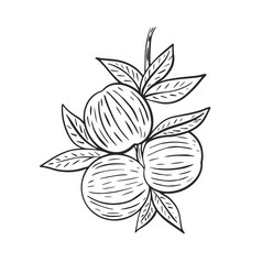 集团桃子多叶的分支手画古董雕刻油桃成长分支与叶子草图陷阱异国情调的水果大纲黑色的图像白色背景集团桃子多叶的分支手画古董雕刻
