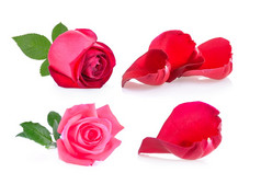 红色的和粉红色的玫瑰与叶白色背景