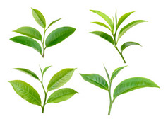 集绿色茶叶孤立的白色背景