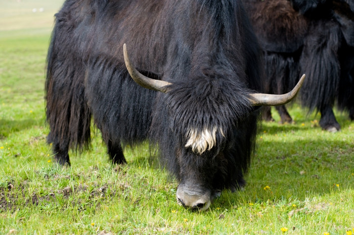 黑色的角牦牛放牧绿色牧场