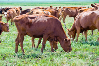 群红色的牛吃草夏天花草地