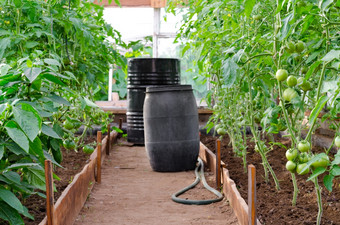 温室与植物生绿色西红柿