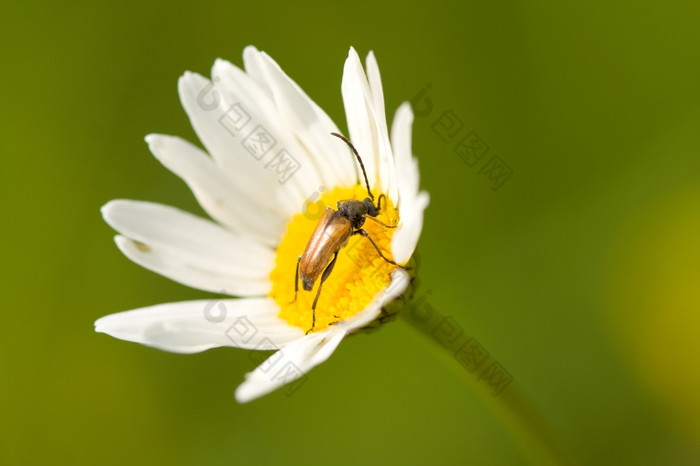 甲虫坐在的甘菊花