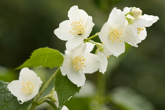 花<strong>茉莉花</strong>与露水滴