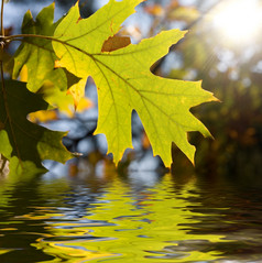 黄色的枫木叶子与反射水