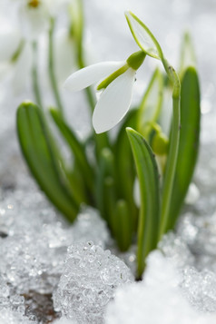 白色雪花莲花的雪