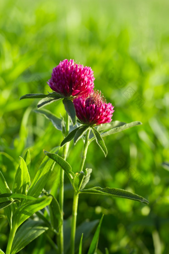 花<strong>四叶草</strong>你绿色草