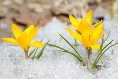 黄色的番红花的雪