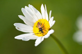 美丽<strong>的</strong>甘菊花而且昆虫