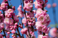开花粉红色的樱花树阳光明媚的一天