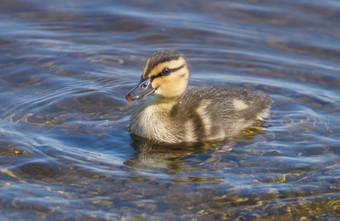婴儿小鸭子游泳的水