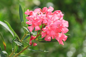 粉红色的夹竹桃花自然绿色背景安塔利亚
