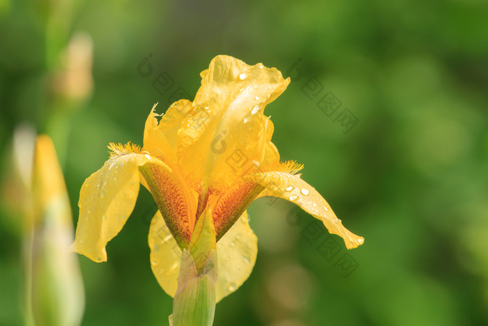 黄色的虹膜花露水滴