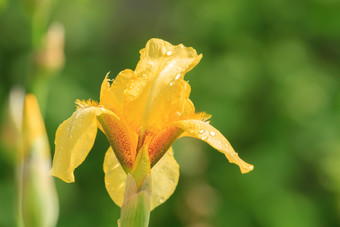 黄色的虹膜花露水滴