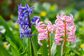美丽的紫罗兰色的和粉红色的风信子花盛<strong>开春</strong>天时间