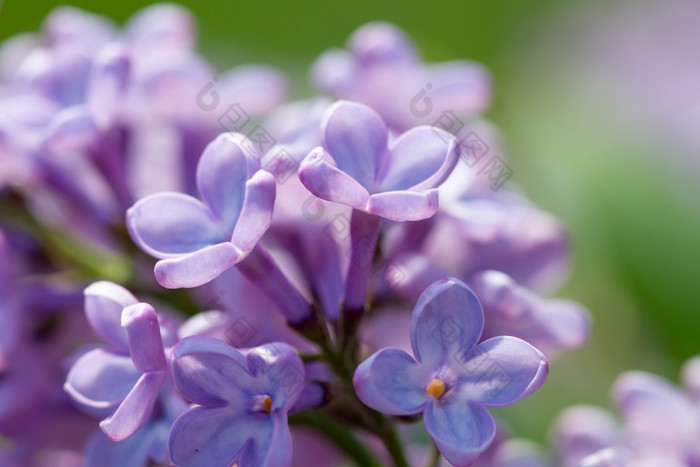 宏淡紫色花盛开春天时间