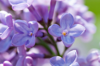 盛开的<strong>淡</strong>紫色花特写镜头春天时间