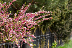 樱花树花朵春天附近的栅栏