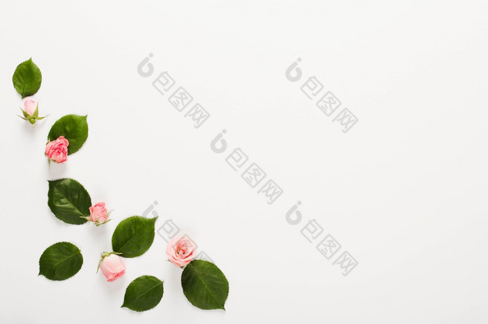 框架使小美丽的玫瑰味蕾白色背景