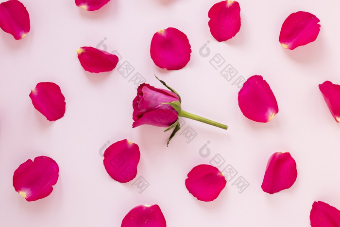 玫瑰花瓣情人节决议和高质量美丽的照片玫瑰花瓣情人节高质量和决议美丽的照片概念