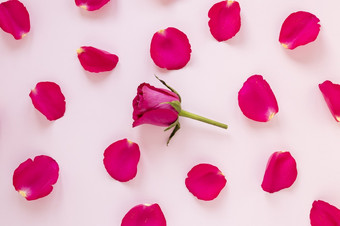 玫瑰花瓣情人节决议和高质量美丽的<strong>照片</strong>玫瑰花瓣情人节高质量和决议美丽的<strong>照片概念</strong>
