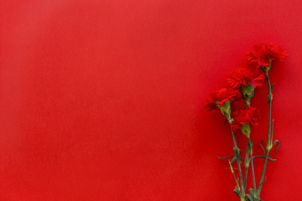 前视图康乃馨花对明亮的红色的背景与复制空间决议和高质量美丽的照片前视图康乃馨花对明亮的红色的背景与复制空间高质量和决议美丽的照片概念