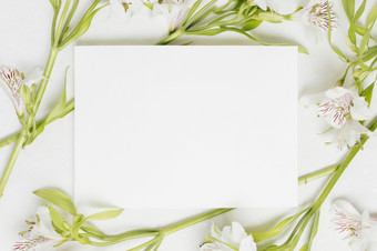 白色空白榜包围与alstroemeria花决议和高质量美丽的照片白色空白榜包围与alstroemeria花高质量和决议美丽的照片概念