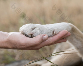 一边视图人持有狗爪子决议和高质量美丽的照片一边视图人持有狗爪子高质量美丽的照片概念
