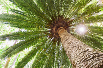 太阳耀斑热带日期棕榈<strong>树</strong>决议和高质量美丽的<strong>照片</strong>太阳耀斑热带日期棕榈<strong>树</strong>高质量美丽的<strong>照片</strong>概念