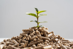 前面视图植物日益增长的从球团矿决议和高质量美丽的照片前面视图植物日益增长的从球团矿高质量美丽的照片概念