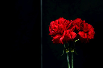 关闭红色的康乃馨花反射玻璃决议和高质量美丽的照片关闭红色的康乃馨花反射玻璃高质量美丽的照片概念