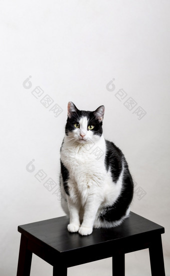 可爱的猫坐着椅子决议和高质量美丽的照片可爱的猫坐着椅子高质量美丽的照片概念