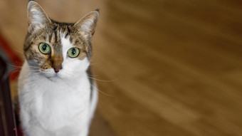 可爱的猫与绿色眼睛在室内决议和高质量美丽的照片可爱的猫与绿色眼睛在室内高质量美丽的照片概念