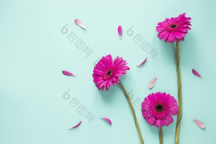三个粉红色的非洲菊花与花瓣美丽的照片三个粉红色的非洲菊花与花瓣