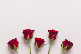 可爱的红色的玫瑰作文高决议照片可爱的红色的玫瑰作文高质量照片