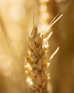 小麦耳朵与模糊的背景高决议照片小麦耳朵与模糊的背景高质量照片