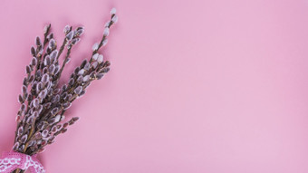 柳树分支机构与开花了粉红色的表格高决议照片柳树分支机构与开花了粉红色的表格高质量照片