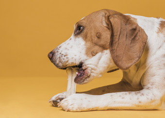 横向视图可爱的狗吃骨高决议照片横向视图可爱的狗吃骨高质量照片
