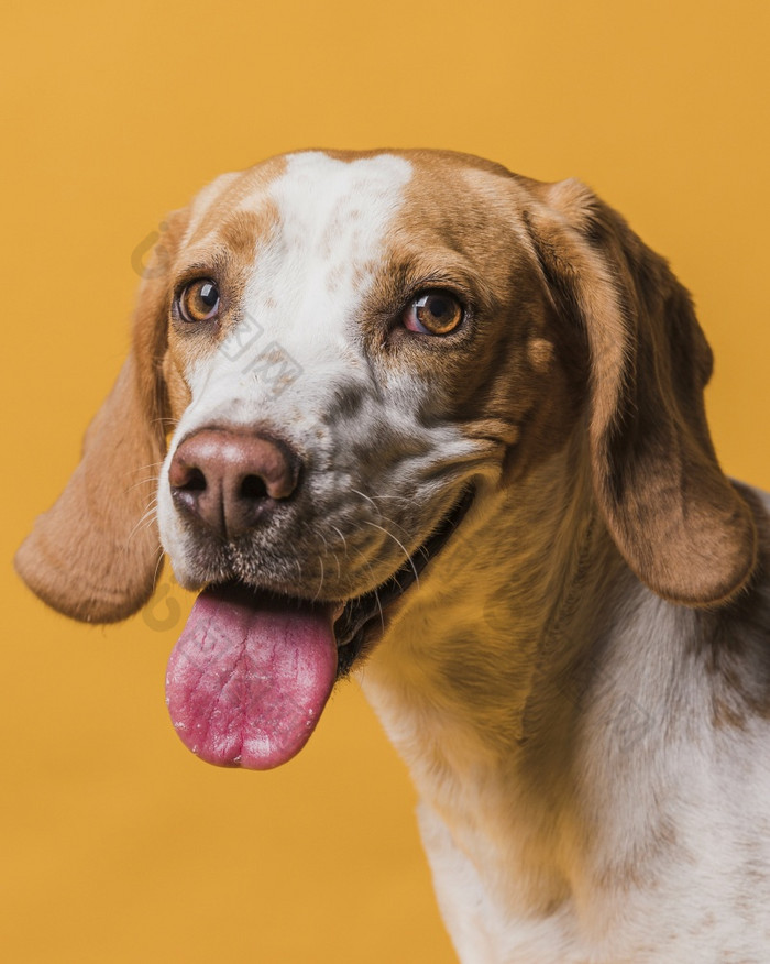 可爱的狗坚持出他的舌头高决议照片可爱的狗坚持出他的舌头高质量照片