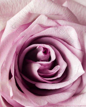 粉红色的玫瑰高决议照片粉红色的玫瑰高质量照片