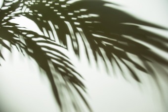 黑暗影子棕榈叶子背景高决议照片黑暗影子棕榈叶子背景高质量照片
