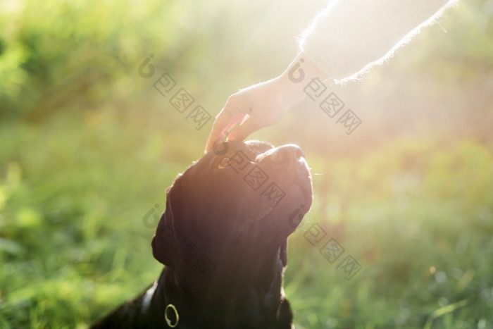 老板手抚摸她的狗头阳光高决议照片老板手抚摸她的狗头阳光高质量照片