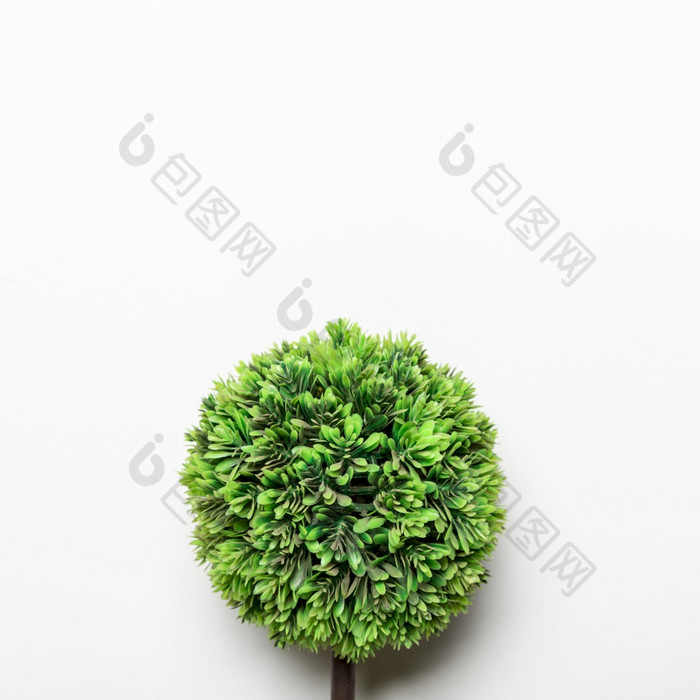 小绿色装饰树高决议照片小绿色装饰树高质量照片